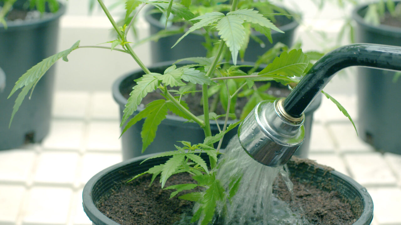 Watering vegetative cannabis