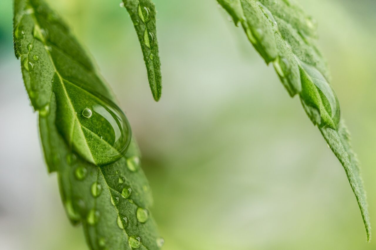 Cannabis Water Droplet