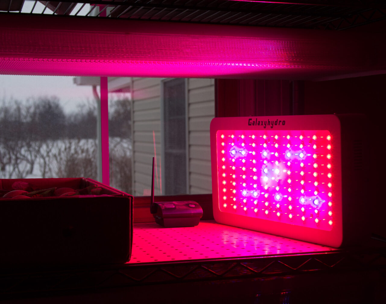 LED Grow Light