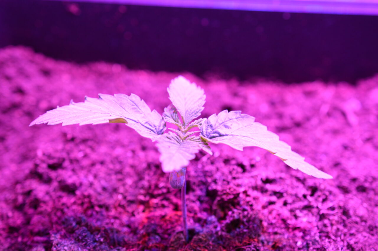 Seedling LED Light