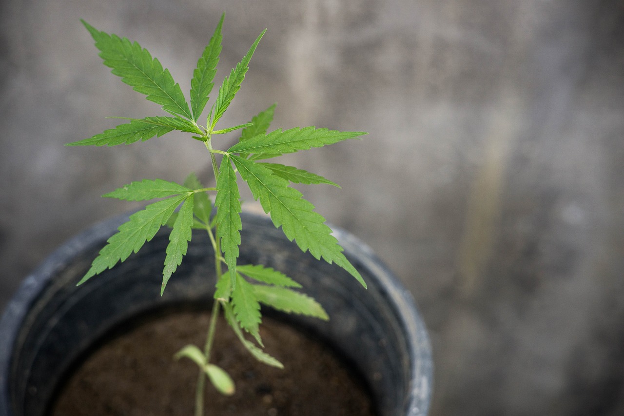 Early vegetative weed plant in a pot