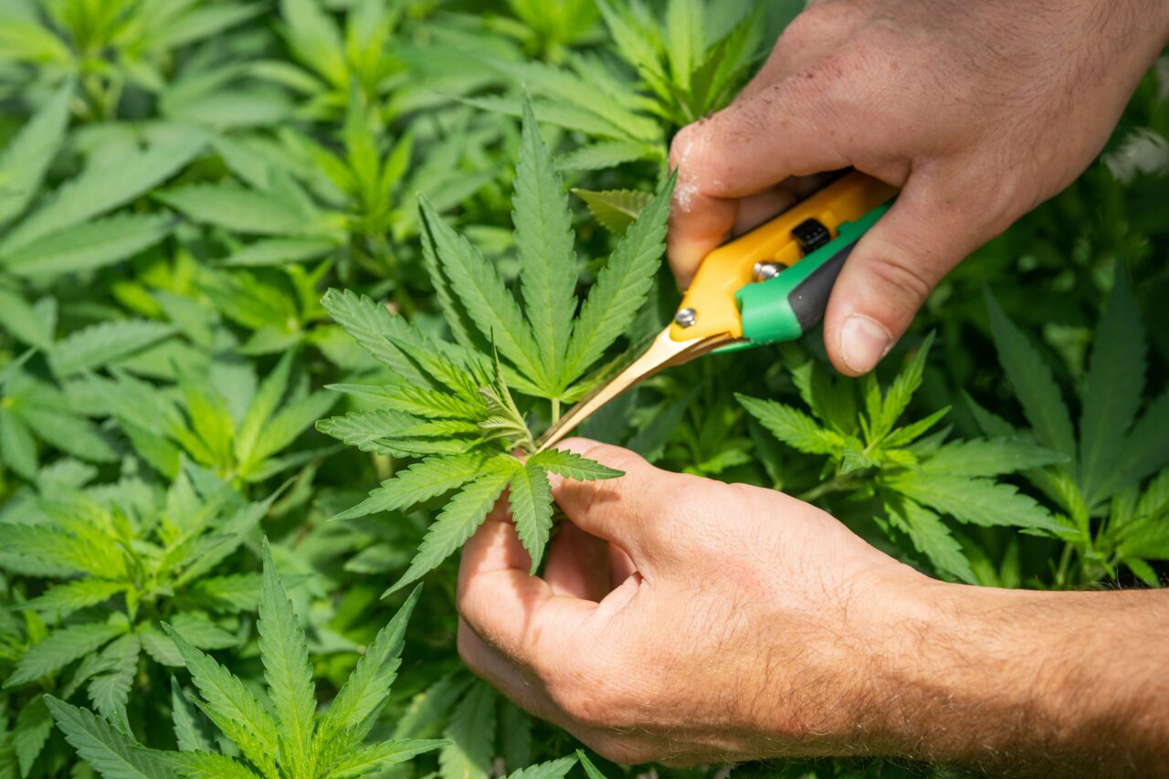 Harvesting cannabis