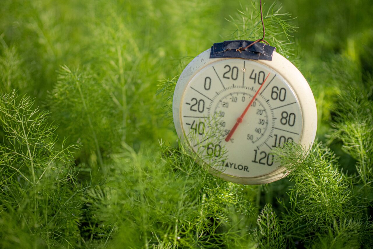 Temperaturmanagement für wachsendes Unkraut