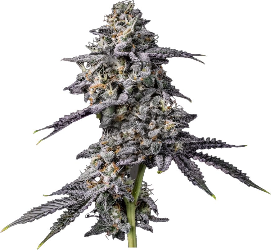 Flowering cannabis plant cola