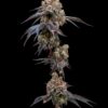 apple fritter cannabis seeds