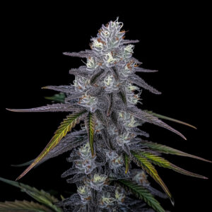 Blue-cookies-seeds