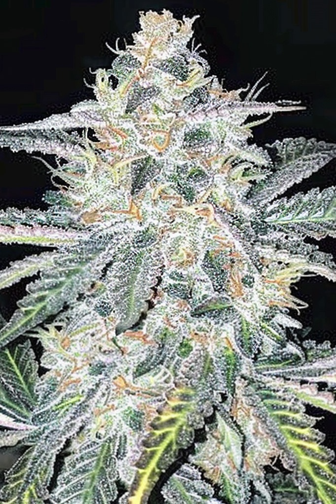 Bruce Banner