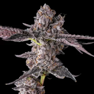 Black Runtz Strain Seeds