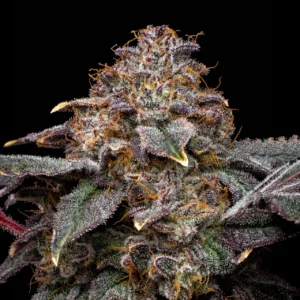 Blueberry strain seeds