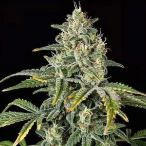 Diesel Autoflower