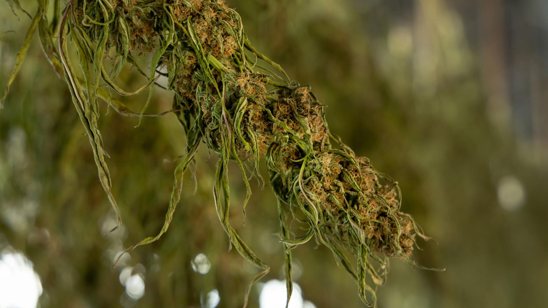 Ripe buds for curing