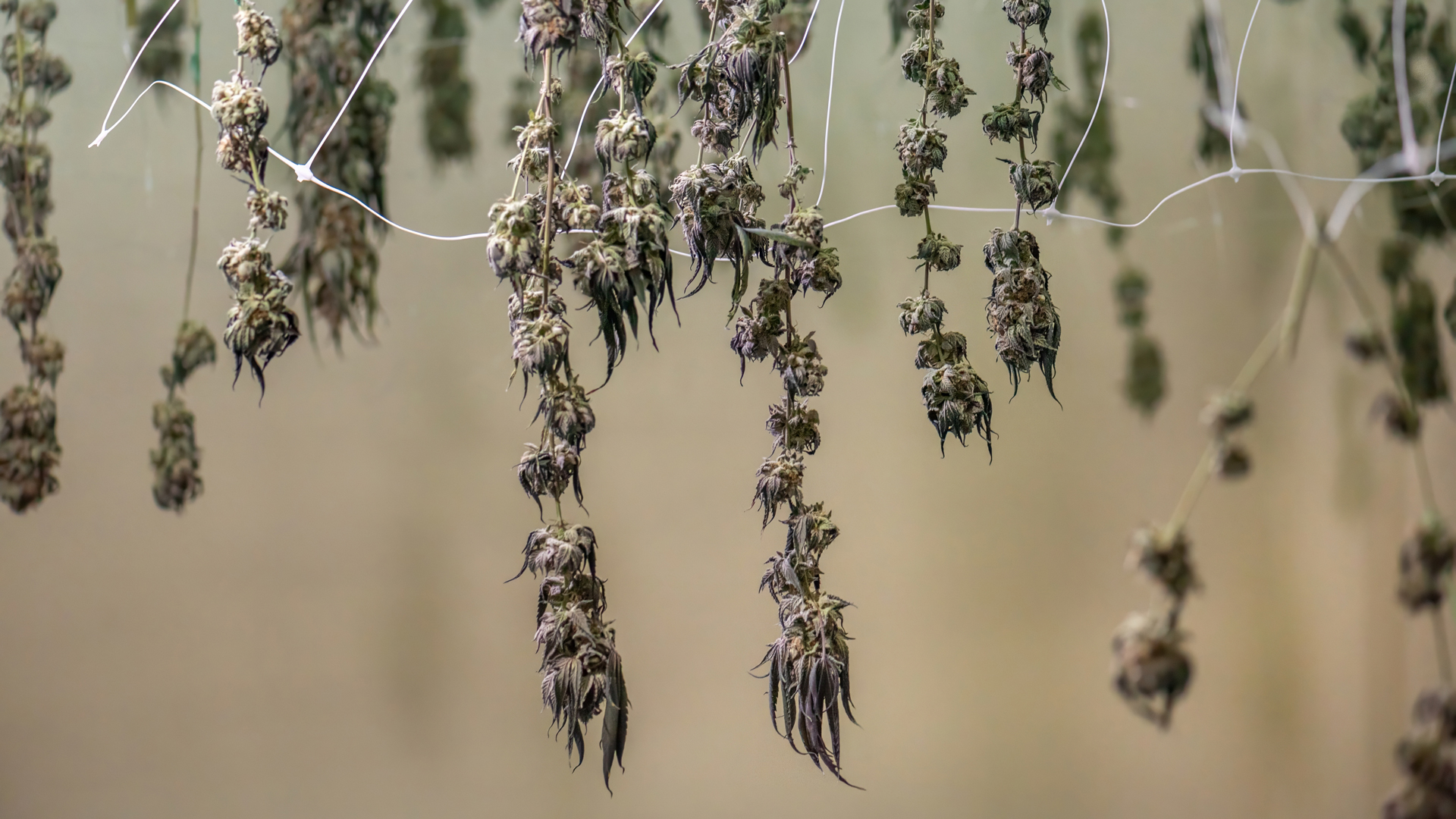 Cannabis drying hanging