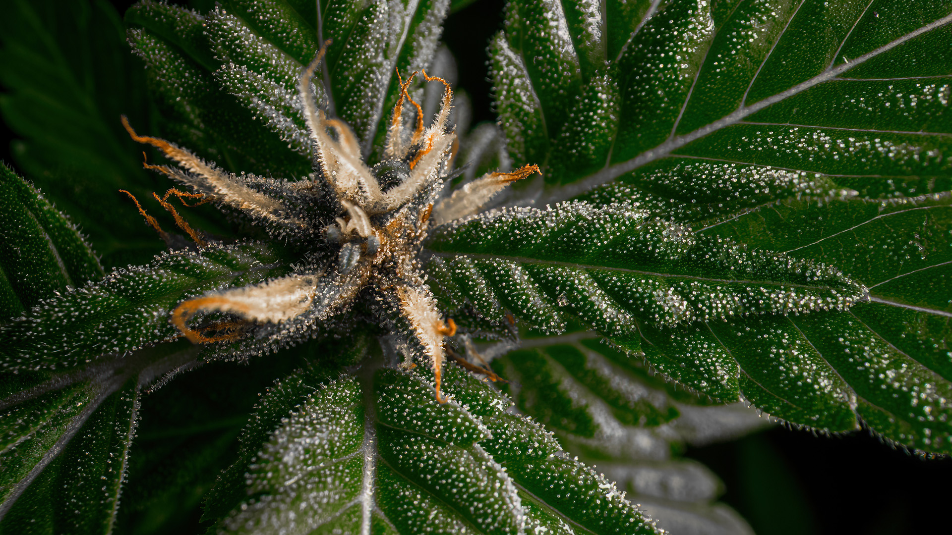 Cannabis plant after flushing