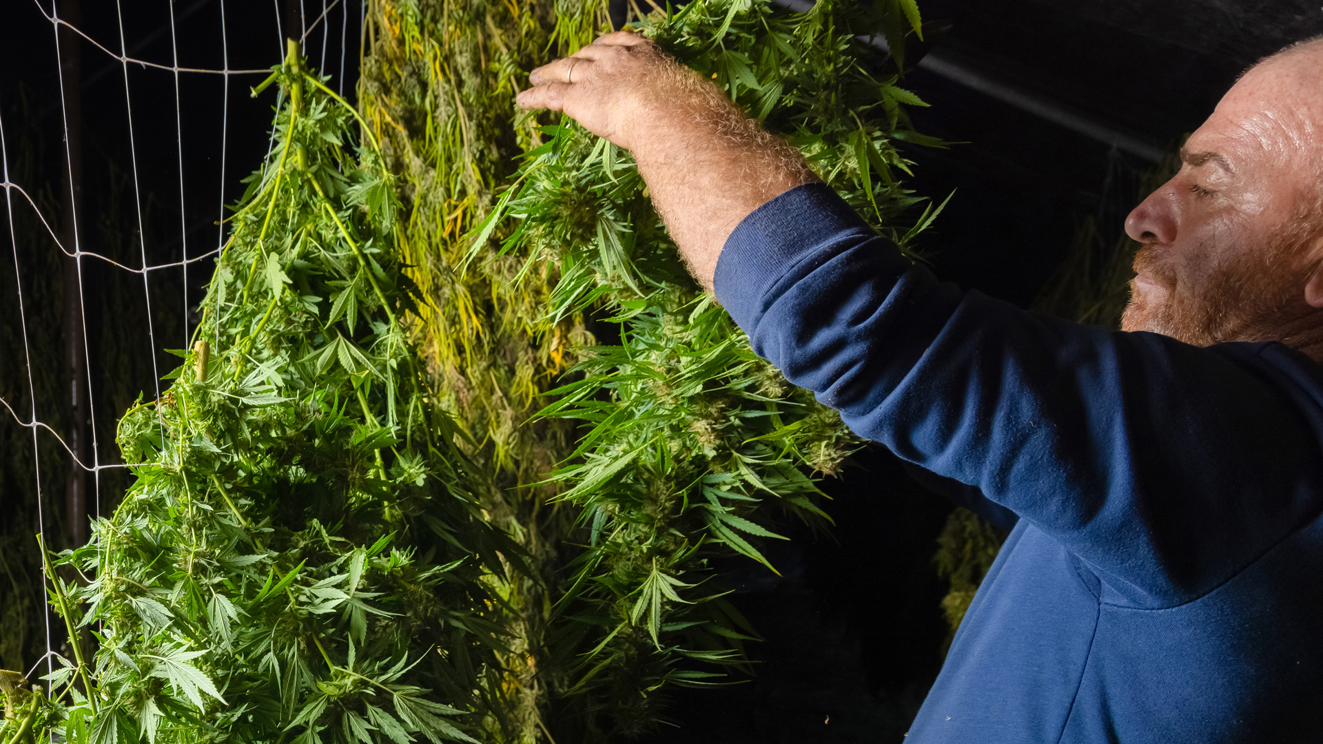 Drying and curing cannabis