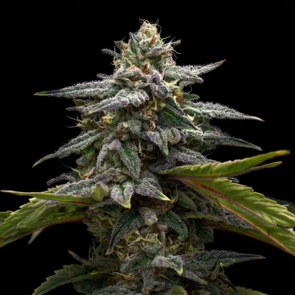 garlic-breath-feminzied-cannabis-seeds