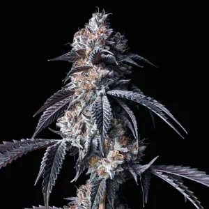 Girl Scout Cookies seeds