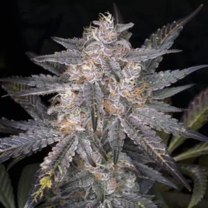 Girl Scout Cookies Auto seeds