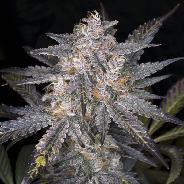 Girl Scout Cookies Auto-Samen