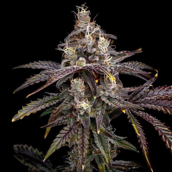 Magnum autoflower