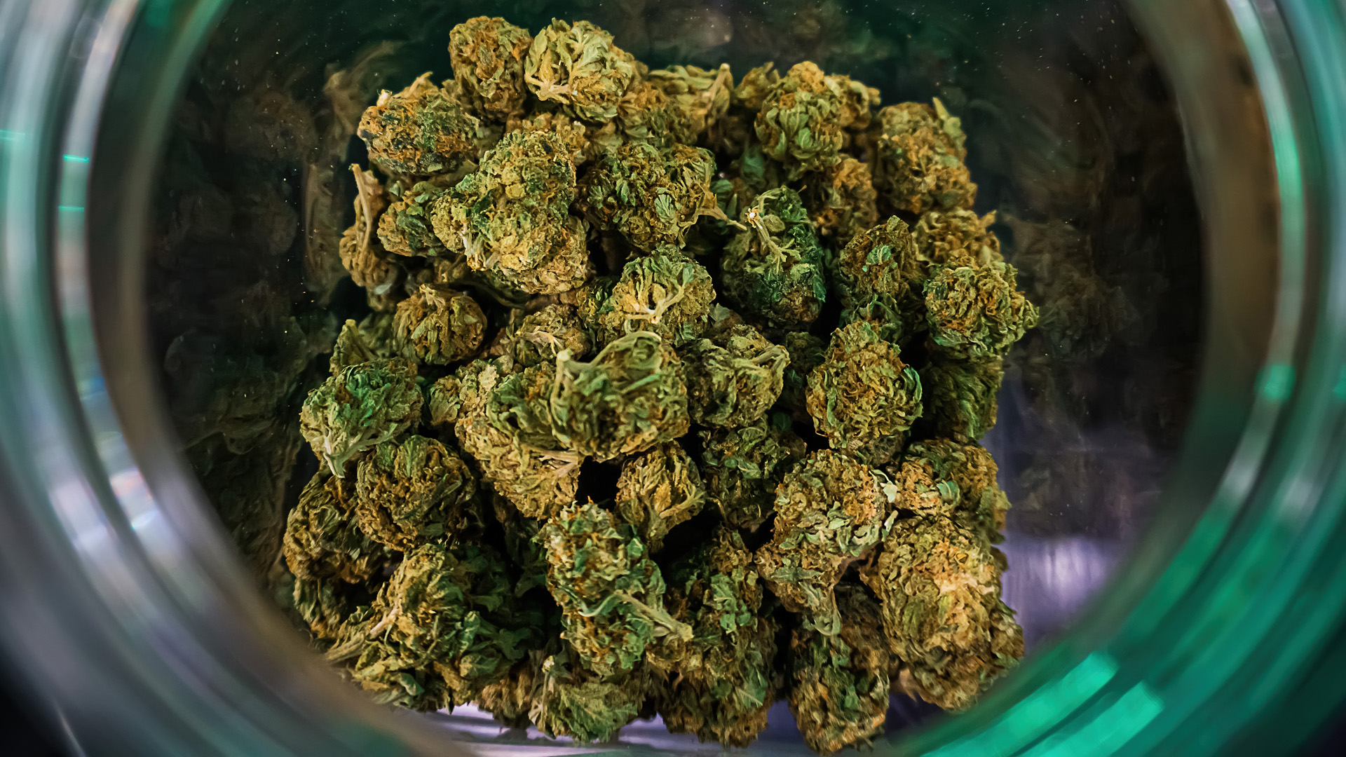 Cannabis marijuana buds