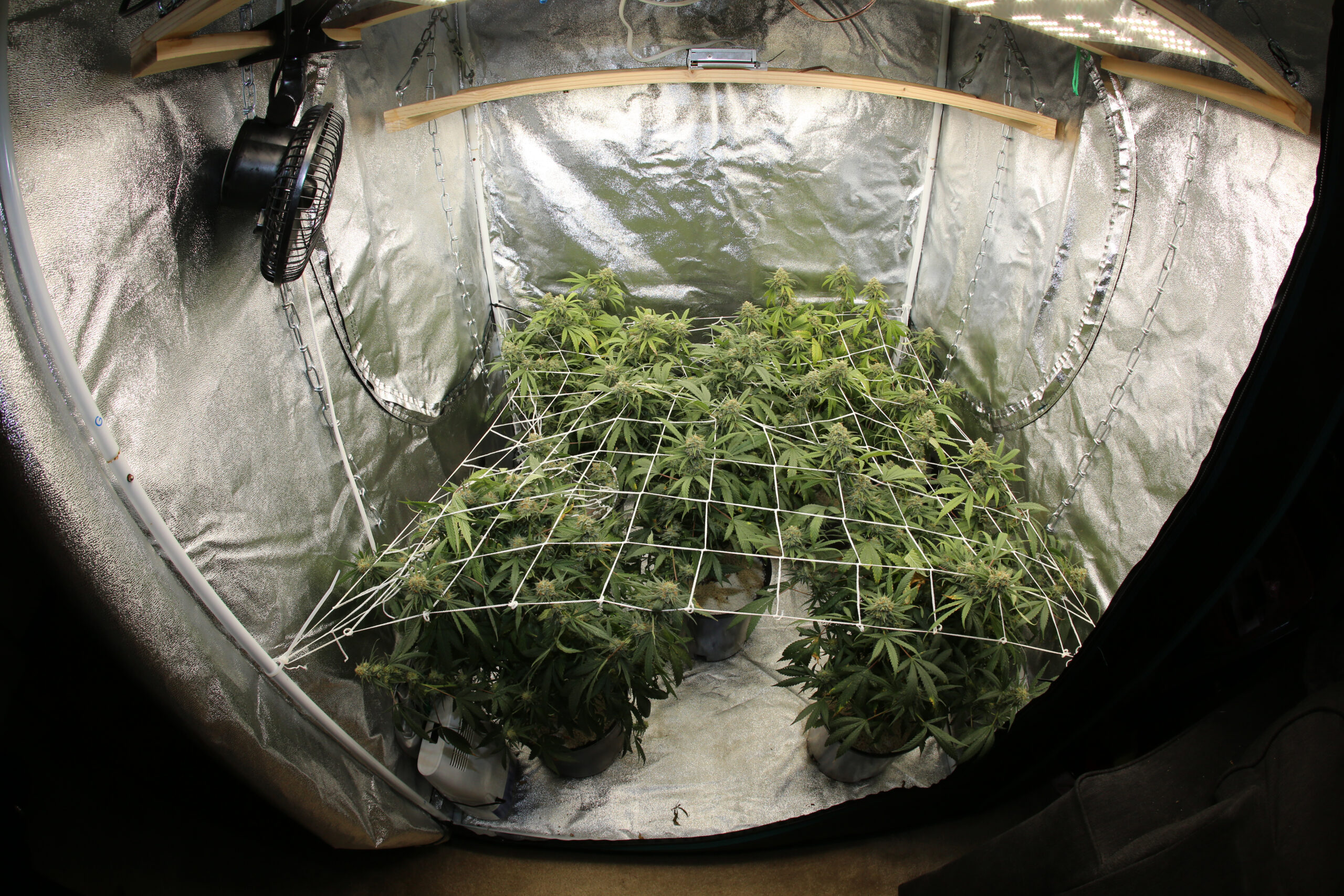 Flowering cannabis in grow tent