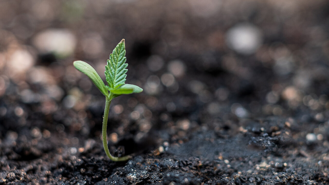 Cannabis seedling