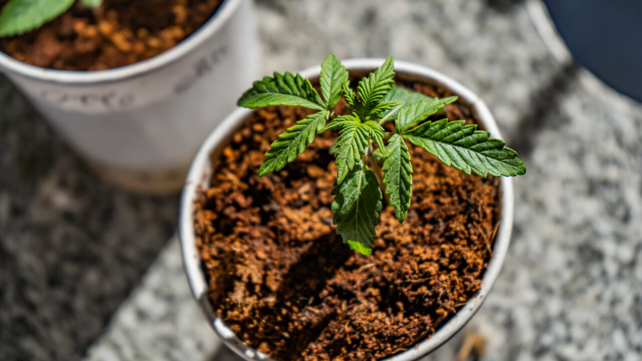 Transferring seedlings to soil