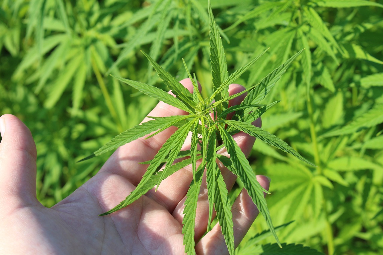 Spätes Gemüse vor der Blüte Cannabis