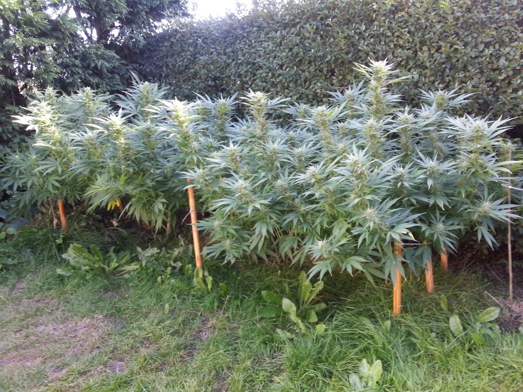 Outdoor cannabis scrog