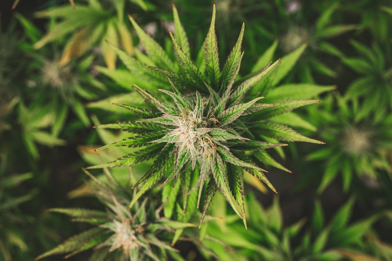 burnt leaves on flowering cannabis