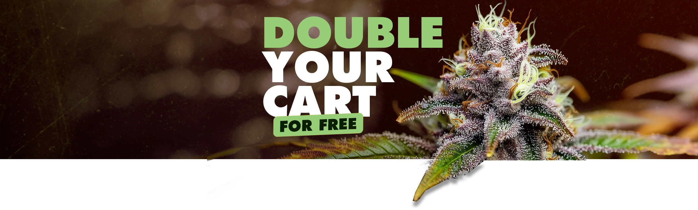 Titan Seeds BOGO promotion: Buy One Get One Free